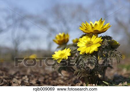 Adonis View Large Photo Image Stock Photo - Adonis. Fotosearch