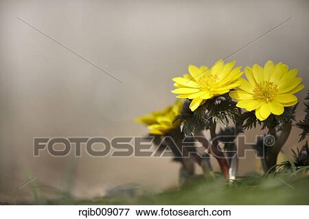 Stock Photo - Adonis. Fotosearch