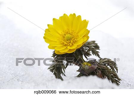 Adonis View Large Photo Image Stock Photograph - Adonis. Fotosearch