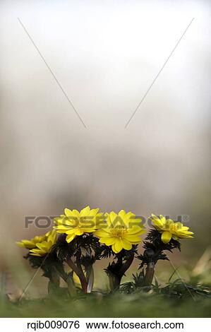 Adonis View Large Photo Image Stock Photograph - Adonis. Fotosearch