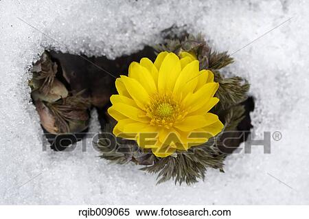 Adonis View Large Photo Image Stock Photography - Adonis. Fotosearch