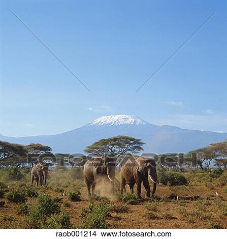 Africa View Large Photo Image Picture - Africa. Fotosearch