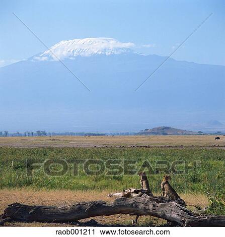 Africa View Large Photo Image Stock Image - Africa. Fotosearch