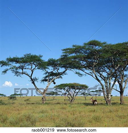 Africa View Large Photo Image Stock Photo - Africa. Fotosearch