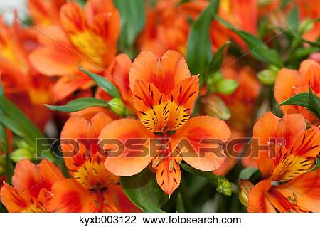 Stock Image - Alstroemeria. Fotosearch