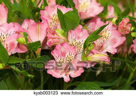 Alstroemeria View Large Photo Image Stock Image - Alstroemeria. Fotosearch