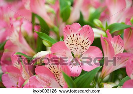 Stock Photograph - Alstroemeria. Fotosearch