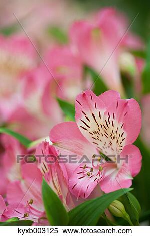 Alstroemeria View Large Photo Image Stock Photography - Alstroemeria. Fotosearch