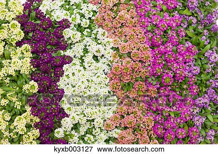 Alyssum View Large Photo Image Stock Photo - Alyssum. Fotosearch