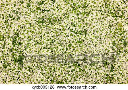 Alyssum View Large Photo Image Stock Photo - Alyssum. Fotosearch