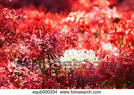 Amaryllidaceae View Large Photo Image Picture - Amaryllidaceae. Fotosearch