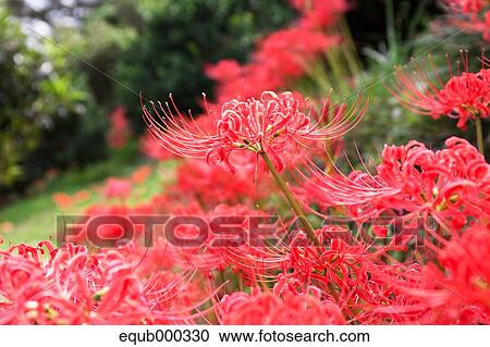 Stock Image - Amaryllidaceae. Fotosearch