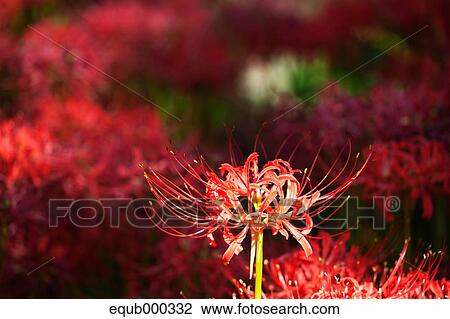 Stock Image - Amaryllidaceae. Fotosearch