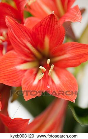 Stock Image - Amaryllidaceae. Fotosearch