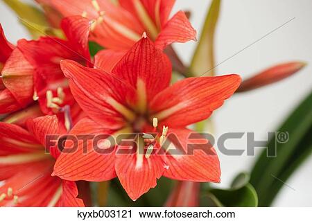 Stock Image - Amaryllidaceae. Fotosearch