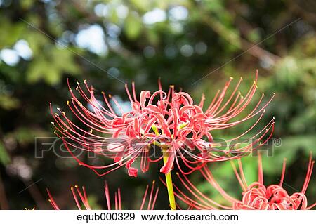 Amaryllidaceae View Large Photo Image Stock Photo - Amaryllidaceae. Fotosearch