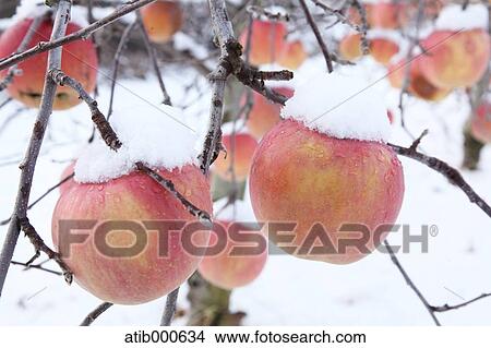 Apple tree in snow View Large Photo Image Picture - Apple tree in snow. Fotosearch