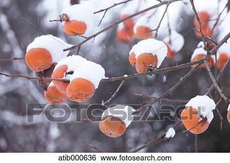 Apple tree in snow View Large Photo Image Stock Photograph - Apple tree in snow. Fotosearch