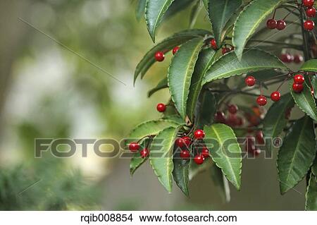 Ardisia View Large Photo Image Picture - Ardisia. Fotosearch