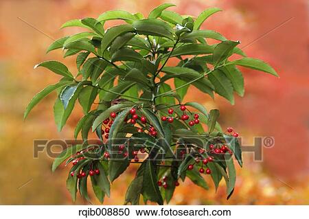 Ardisia View Large Photo Image Stock Image - Ardisia. Fotosearch