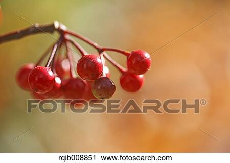 Ardisia View Large Photo Image Stock Image - Ardisia. Fotosearch