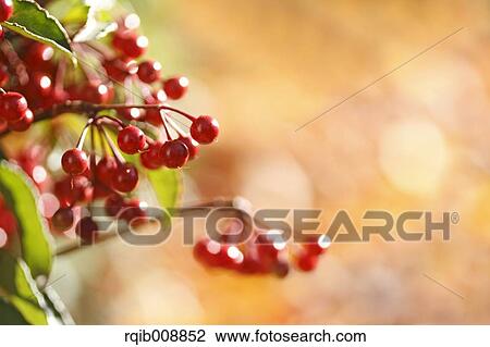 Ardisia View Large Photo Image Stock Image - Ardisia. Fotosearch