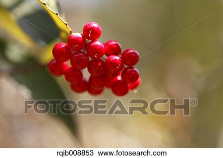 Stock Image - Ardisia. Fotosearch