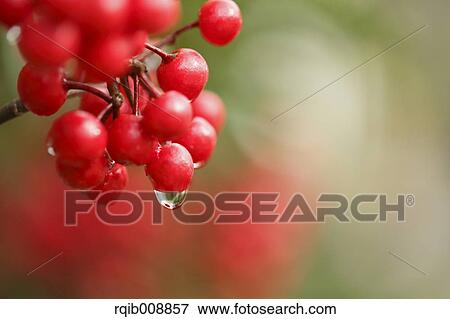 Ardisia View Large Photo Image Stock Photo - Ardisia. Fotosearch