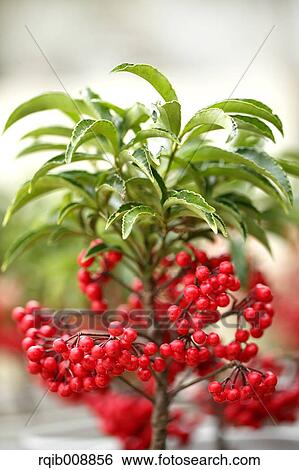 Ardisia View Large Photo Image Stock Photograph - Ardisia. Fotosearch