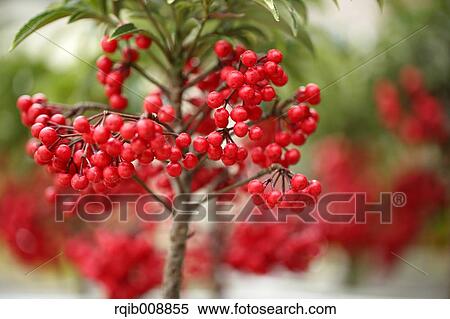 Ardisia View Large Photo Image Stock Photography - Ardisia. Fotosearch