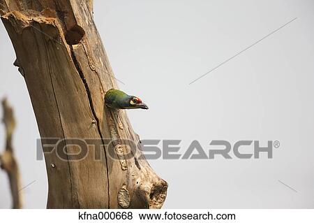 Asian Barbet View Large Photo Image Stock Photo - Asian Barbet. Fotosearch