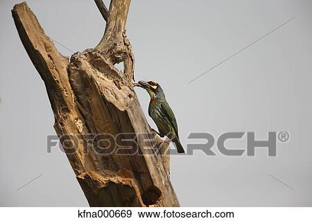 Asian Barbet View Large Photo Image Stock Photo - Asian Barbet. Fotosearch