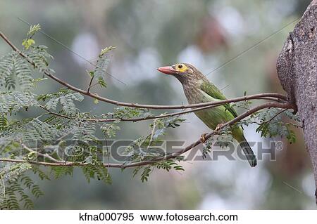 Asian Barbet View Large Photo Image Stock Photography - Asian Barbet. Fotosearch