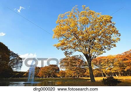 Stock Image - "Autumn in Yoyogi Park, Tokyo, Japan". Fotosearch