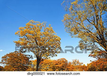 "Autumn in Yoyogi Park, Tokyo, Japan" View Large Photo Image Stock Image - "Autumn in Yoyogi Park, Tokyo, Japan". Fotosearch