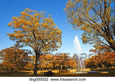 Stock Image - "Autumn in Yoyogi Park, Tokyo, Japan". Fotosearch