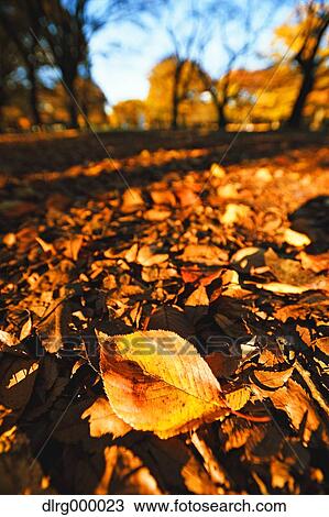 Stock Image - "Autumn in Yoyogi Park, Tokyo, Japan". Fotosearch