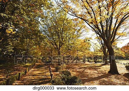Stock Image - "Autumn in Yoyogi Park, Tokyo, Japan". Fotosearch