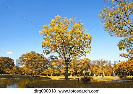 Stock Photo - "Autumn in Yoyogi Park, Tokyo, Japan". Fotosearch