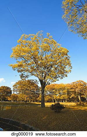 Stock Photo - "Autumn in Yoyogi Park, Tokyo, Japan". Fotosearch