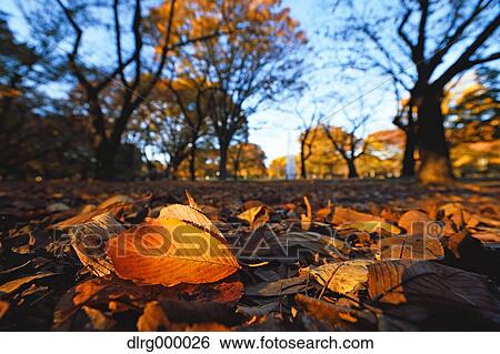 Stock Photograph - "Autumn in Yoyogi Park, Tokyo, Japan". Fotosearch