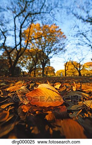 Stock Photography - "Autumn in Yoyogi Park, Tokyo, Japan". Fotosearch