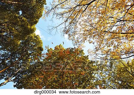 Picture - Autumn leaves. Fotosearch