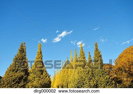 Autumn leaves View Large Photo Image Stock Image - Autumn leaves. Fotosearch