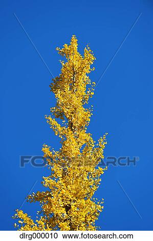 Stock Image - Autumn leaves. Fotosearch