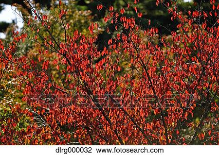 Autumn leaves View Large Photo Image Stock Image - Autumn leaves. Fotosearch