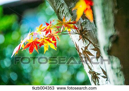 Autumn leaves View Large Photo Image Stock Image - Autumn leaves. Fotosearch
