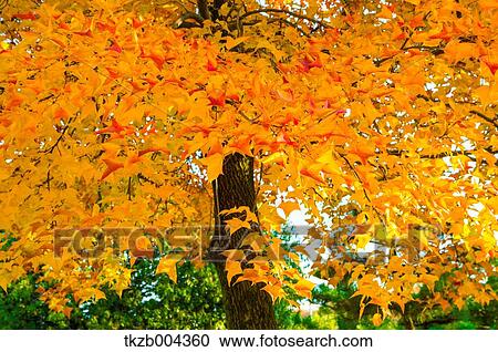 Autumn leaves View Large Photo Image Stock Image - Autumn leaves. Fotosearch