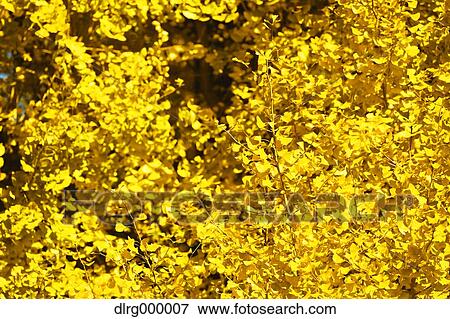 Autumn leaves View Large Photo Image Stock Photo - Autumn leaves. Fotosearch