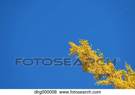 Autumn leaves View Large Photo Image Stock Photo - Autumn leaves. Fotosearch